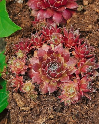 Hauswurz 'Rusty' im Topf Sempervivum winterhart immergrün Bodendecker | Rosettenförmig, kompakt, 5, 10 cm hoch, rotbraune Blüte Juni bis August, sonniger Standort, Steingarten und Dachbegrünung
