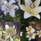 Lilium martagon zwiebeln,Winterharte mehrjährig,seltene Pflanzen,dekorative Blumen,lilie Riesen,Lilien Im topf,Duft lilien,lilien Deko,lilien knollen,lilien zwiebeln winterhart.-4 zwiebeln-I