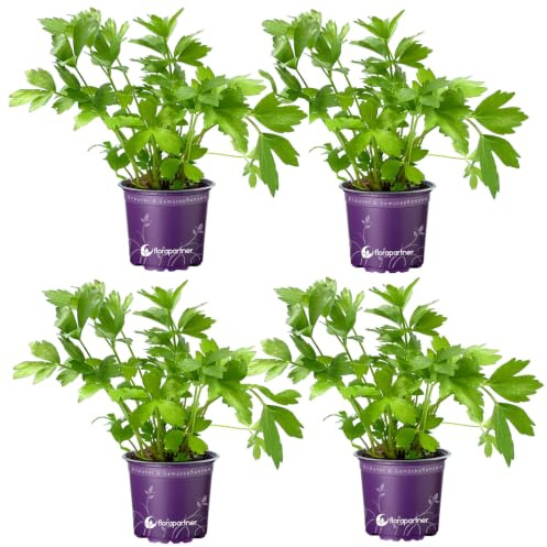 Liebstöckl - Maggikraut Liebstöckel Pflanze im Topf – Levisticum officinale Küchenkräuter winterhart & mehrjährig – Frische Kräuterpflanze für Garten & Balkon 4er-Set