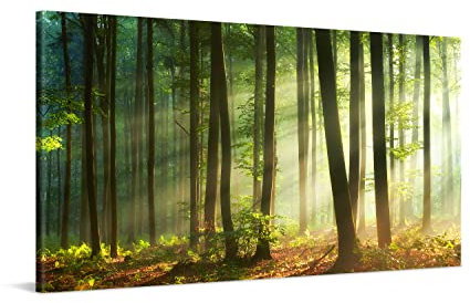 PICANOVA – Leinwandbild Schöner Sonnenaufgang 100x50cm – Premium Leinwanddruck – Wandbild Kunstdruck Auf 2cm Holz-Keilrahmen Für Schlaf- Und Wohnzimmer Wanddekoration – Kollektion Wald