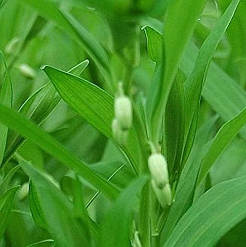 Immergrünes Salomonssiegel - Disporopsis pernyi - lebende Gartenpflanze aus den Baumschulen