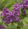 Edelflieder Charles Joly 100-125cm - Syringa vulgaris