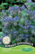Germisem Borretsch BORAGO OFFICINALIS, mehrfarbig, EC1121