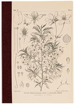 ほぼ日 Hobonichi Techo Accessories Hobonichi Graph Notebook (A6) - Yamazakura