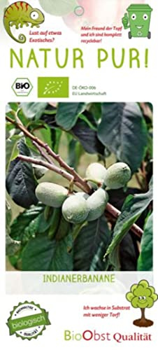 Generico Una pianta di Asimina Triloba su Vaso cm 19 autofertile