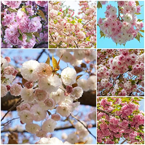 Prunus Subhirtella, Samen Baum Für Garten, Kirschblüten, Bonzai Garten Geschenk Blätter Deko Balkonpflanzen, Bonzai Baum 5 Stück