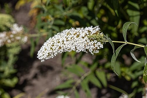 Sommerflieder White Profusion 40–60 cm im Topf | 1x Buddleja davidii Flieder | Blühender Schmetterlingsstrauch weiß & bienenfreundlich | winterhart & sofort pflanzbar