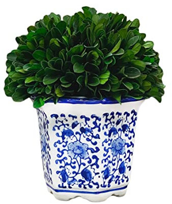 Galt International Buchsbaum in Keramiktopf – Pflanzen- und Tischdekoration – atemberaubende Grünpflanzen und Pflanzendekoration für Zuhause – Blau & Weiß (Kleiner 17,8 cm hoher Formschnitt)