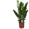 Zamioculcas Zamiifolia Zanzibar – ca. 100 cm Glücksfeder Zimmerpflanze | Pflegeleicht, Langlebig & Luftreinigend | Ideal für Wohnzimmer, Büro & Dekoration
