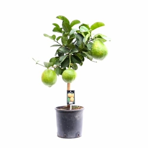 Cedro “citrus medica”, pianta innestata in vaso ø 20 Agrumi di Sicilia, Made in Italy, Vivaio di Castelletto