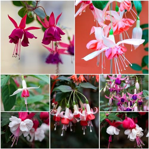 500 pcs Fuchsien samen - balkonpflanzen winterhart, Fuchsiensamen hochbeete für garten geschenke für gartenliebhaber gewächshaus balkon winterfeste pflanzen für balkon