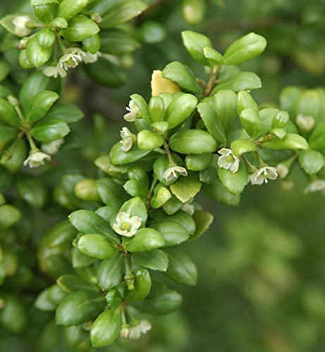 Hochstamm Löffel Ilex Stechpalme 60-80cm - ilex crenata