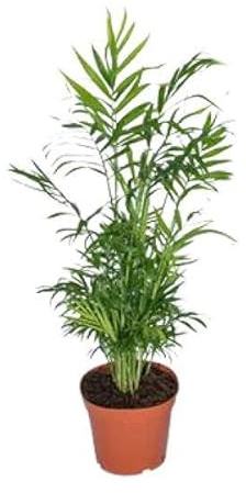 Mexikanische Bergpalme – Chamaedorea Elegans – Ø17cm x H55cm – Pflegeleichte Zimmerpalme – Für Halbschatten – Luftreinigend – Im Pflanztopf – Direkt aus der Gärtnerei
