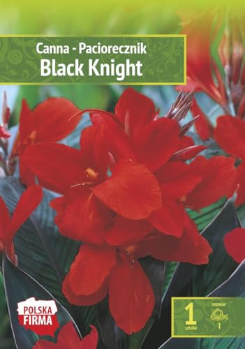 AGRONOM | INDISCHE KANNEN - BLACK KNIGHT | Mehrjährige Blumenzwiebeln | Rot Blumen | Mehrjährige Pflanzen mit dekorativen Blüten und Blättern | 1 Blumenzwiebeln