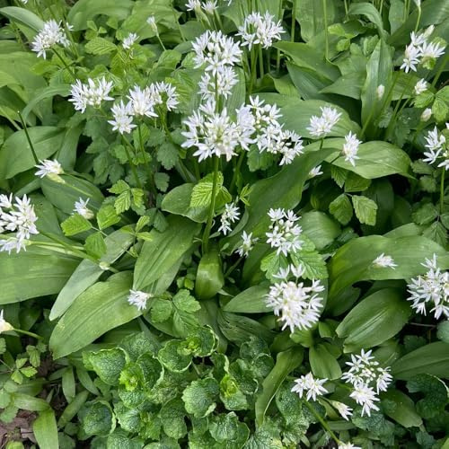 semi di aglio orsino biologico - giardino roccioso resistenti cucina 150pcs