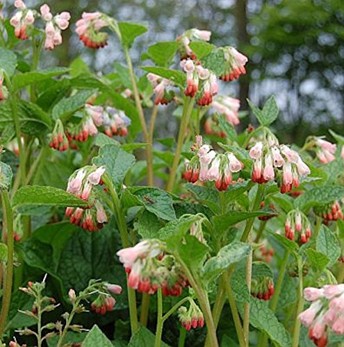 Kaukasus Beinwell Hidcote Pink - Symphytum grandiflorum - lebende Gartenpflanze aus den Baumschulen