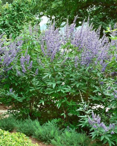 Mönchspfeffer Vitex agnus-castus 40-60 cm Zierstrauch winterhart | Sonniger Standort, bienenfreundlich, duftende Blüten, für Beet und Kübel, robust, schnittverträglich
