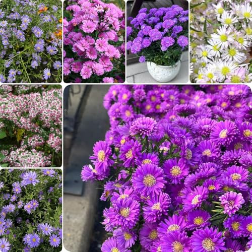 600 pcs Astern Samen Mehrjährig, gartenpflanzen winterhart, blumen pflanzen Aster tataricus wiesensaatgut, garten geschenk, bienenfreund ausgefallene geschenke, bodendecker winterhart
