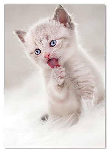 PICSonPAPER Poster PERSISCHES KÄTZCHEN, ungerahmt DIN A4, Kunstdruck, Wandbild, Fineartprint, Katzenposter, Tierposter (Kätzchen, DIN A4)