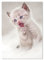 PICSonPAPER Poster PERSISCHES KÄTZCHEN, ungerahmt DIN A4, Kunstdruck, Wandbild, Fineartprint, Katzenposter, Tierposter (Kätzchen, DIN A4)