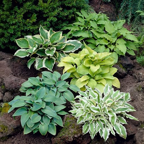 GardenersDream 3x Plantes de Hosta en Pots de Jardin au Feuillage Coloré avec Feuilles Architecturales – Plantes Périnnes d’Extérieur pour Jardin Ombagé (incl. Pot de 11 cm)