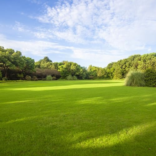 semi di prato, Semi di Zoysia, resistenti all'esterno biologici giardino perenni 5000pcs