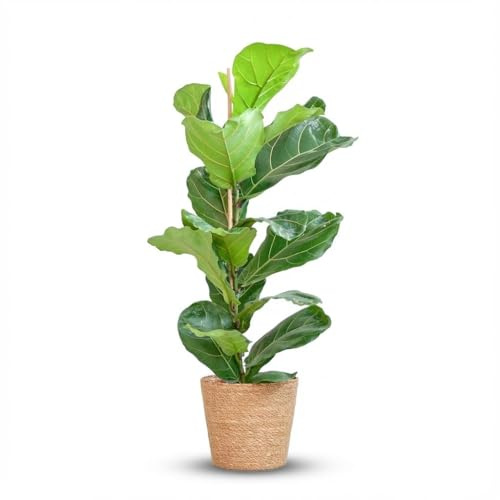 Green boutiQ - Plante d'intérieur - Ficus Lyrata - Figuier lyre - Vert - Entretien facile - 1 Plante - avec Panier - Pot 21cm - Hauteur 75-85cm
