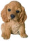 M.E.G Cards & Gifts Vivid Arts PP-COSP-F Haustierfreunde Golden Cocker Spaniel Welpe Dekoration für Haus oder Garten