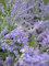 Blauraute Lacey Blue - Perovskia atriplicifolia - Russischer Salbei - 30-40