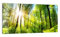 DEQORI Glasbild Echtglas | Motiv Licht durchdringt Bäume | horizontal einteilig 100x50 cm | schöne Dekoration | Wandbild für Wohnzimmer, Schlafzimmer, Flur & Küche | moderne Wanddeko