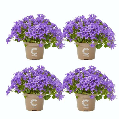 Flores Naturales - Campanula - Pack Cuatro Plantas - Flores Azules