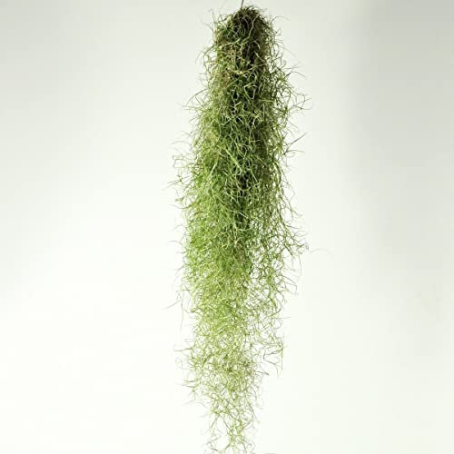 1 X Large Spanish Moss - Tillandsia Usneoides Hanging Air Plant Live Peruvian Moss Tillandsia Plant Plants Airplants Tillandsia