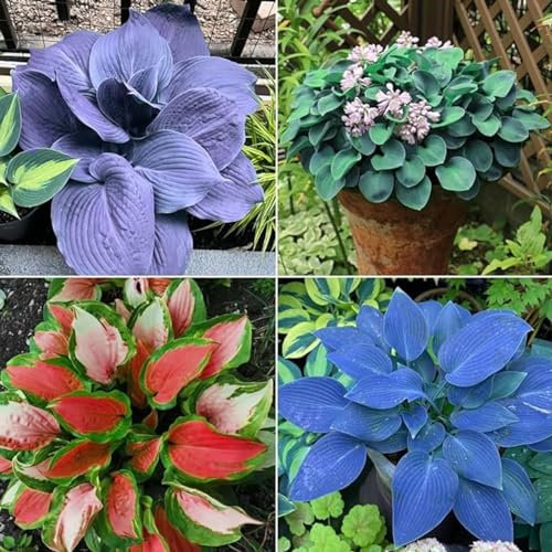 Funkien zwiebeln,Hosta Wurzel,winterharte Blumenzwiebeln,Umwelt verschönern,funkien knollen,funkien rhizome,hosta plant,funkien kaufen,hostas funkien,hosta pflanze winterhart.-6zwiebeln-greenB