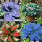 Funkien zwiebeln,Hosta Wurzel,winterharte Blumenzwiebeln,Umwelt verschönern,funkien knollen,funkien rhizome,hosta plant,funkien kaufen,hostas funkien,hosta pflanze winterhart.-6zwiebeln-greenB