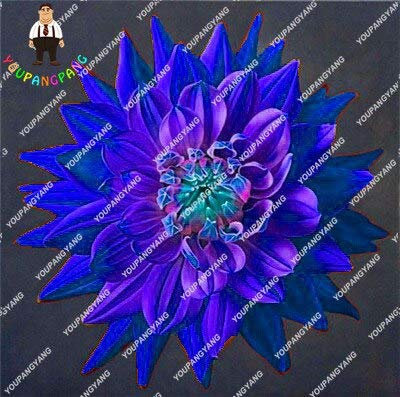 Kalash 50 x Dahlien-Blumensamen für den Garten, blau