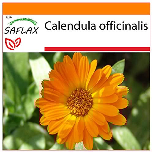 SAFLAX - Jardin dans le sac - Souci - 50 graines - Calendula officinalis