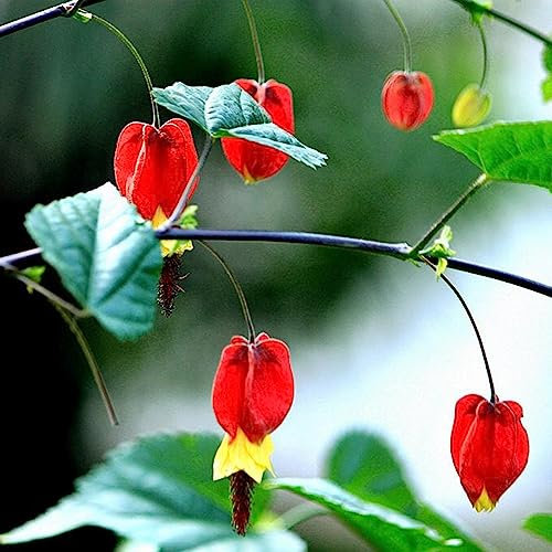 Tränendes Herz Blumensamen, 25 Stück/Beutel Tränendes Herz Blumensamen Herzform Blatt Sonnenschein erforderlich Non-GMO Garten Tränendes Herz Blumensämlinge Blume Obstbaum Gemüsesamen Abutilon