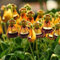 TOYHEART Semillas De Flores De Primera Calidad, Bolsa De Tela Semillas De Flores Raras Y Novedosas Semillas De Bonsai Estéticas Llamativas para Jardín Amarillo