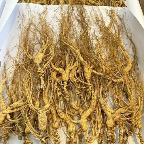 150 piezas Semillas de ginseng para plantar, hierbas sembrar plantas perennes resistentes Panax ginseng, hierbas, semillas de hortalizas resistentes invernadero balcón plantas en maceta