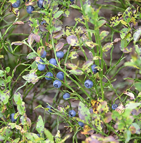 Wilde Heidelbeere 10-15cm - Vaccinium myrtillus