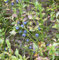 Wilde Heidelbeere 10-15cm - Vaccinium myrtillus