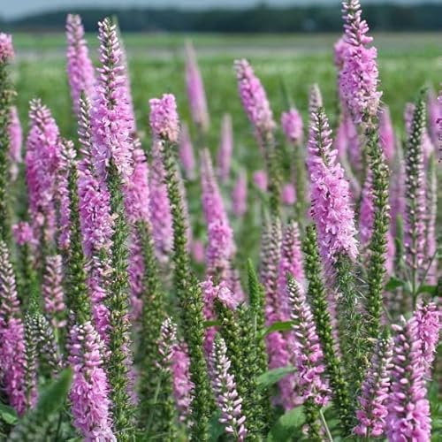 6x Ehrenpreis 'Pink Damask' - Veronica ‘Pink Damask’ - Topf 9x9cm