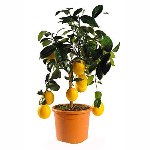 SAVINI VIVAI Zitronenpflanze, Zitrusbaum Meyer-Zitrone im 20 cm Topf, Höhe 70 cm, 2-3 Jahre Veredelung, hergestellt in Italien