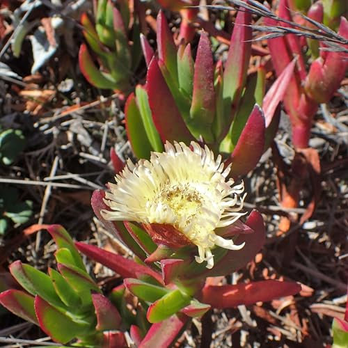 Pianta vera di Carpobrotus edulis - Diametro Vaso Ø 17 cm
