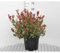 Photinia fras. 'Camilvy' - Glanzmispel 40-60 cm - Container