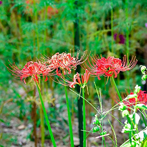 3 Stück blutblume zwiebel winterhart Lycoris Radiata spinnenlilie blumenzwiebeln bodendecker pflanzen winterhart plants blumen garten nachhaltige produkte pflanzen topf blumenzwiebel