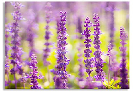 Pixxprint Glasbild, Wandbild aus Echtglas, schöne violette Lavendelblüten, 60x40 cm, inkl. Aufhängung und Abstandshalter