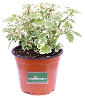Pianta di Incenso Pianta di Plectranthus Coleidos pianta da esterno pianta vera pianta aromatica pianta ornamentale di Incenso venduta da eGarden.store