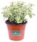 Pianta di Incenso Pianta di Plectranthus Coleidos pianta da esterno pianta vera pianta aromatica pianta ornamentale di Incenso venduta da eGarden.store