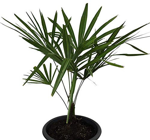 1 kg Samen Hanfpalme -Trachycarpus fortunei- **Bis -20 Crad Frosthart*** Frisches Saatgut